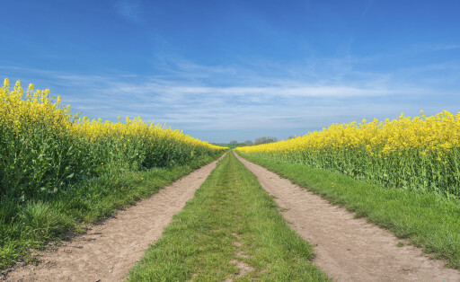 Blühende Rapsfelder in Sachsen-Anhalt
