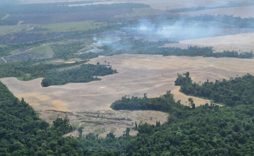 Amazonas Abholzung