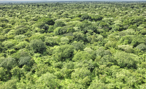 Rain forest in Congo